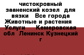 чистокровный зааненский козел  для вязки - Все города Животные и растения » Услуги   . Кемеровская обл.,Ленинск-Кузнецкий г.